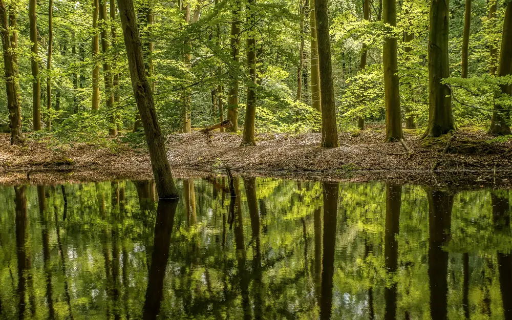 Een beek door een weiland bij zonsopgang