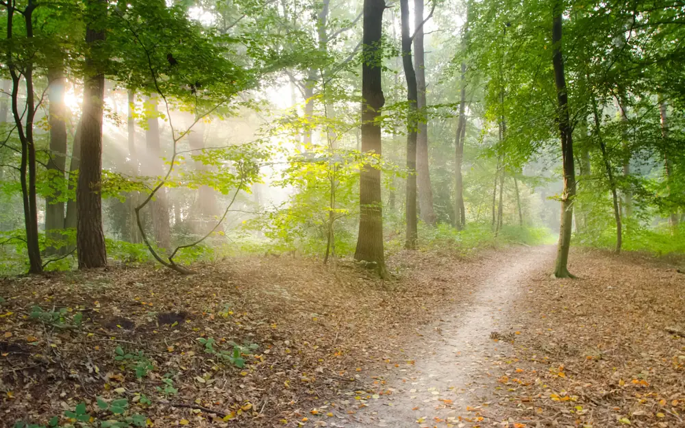 Een bospad door een zonnig bos in de ochtend