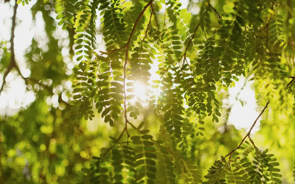 Zonlicht schijnt door groene bladeren