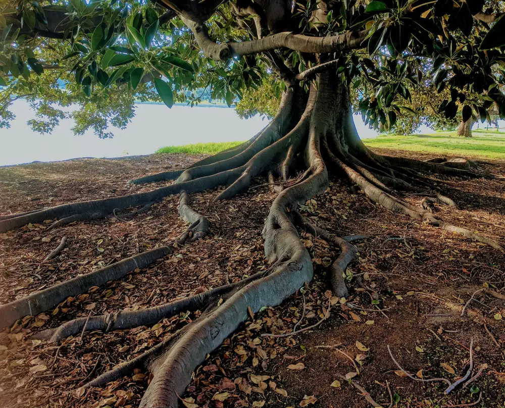 De brede wortels van een grote boom boven de grond